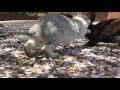 Beginning of video