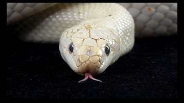 -MR.X- "WITCH" (Official Concept Video)