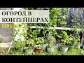 Огород в контейнерах в июле