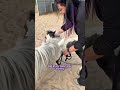TALLULAH’S FIRST HALTER LESSON !