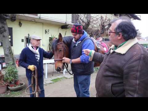 Come mettere la testiera al cavallo