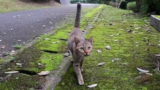 野良猫がトコトコと歩いてモフられに来た
