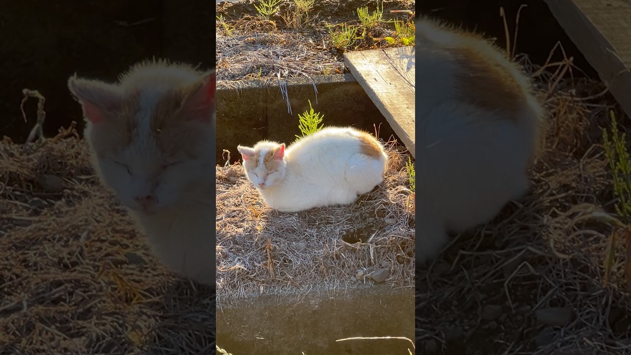 ねこ - YouTube
