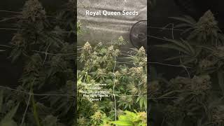 Royal Queen Seeds
