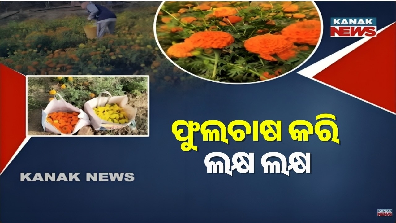 Marigold Farming: Meet the Lady Farmer of Balasore Earning Lakhs! 🌼 Gendu Chasa Success Story
