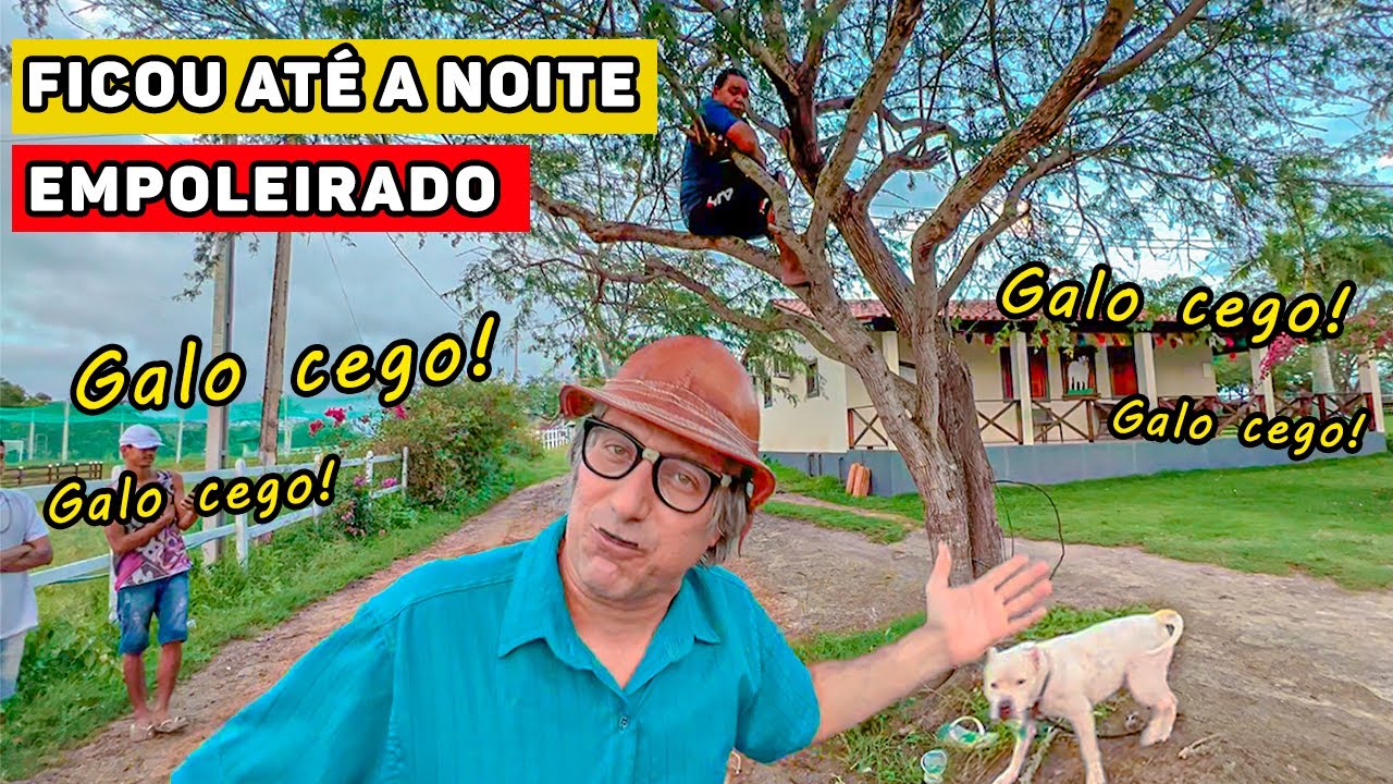 DEIXEI GALO CEGO PASSAR A NOITE NA ÁRVORE!