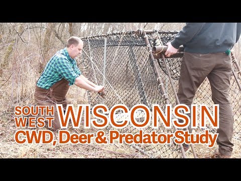 Trapping Deer - Clover Traps