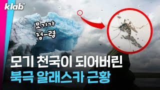 지구온난화 근황: 북극에서 모기떼가 순록까지 잡아버림 ㄷㄷ｜크랩