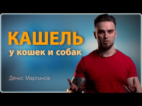 Кашель у кошек и собак