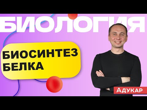 Биосинтез белка | Биология