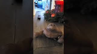 monkey Splat part 2