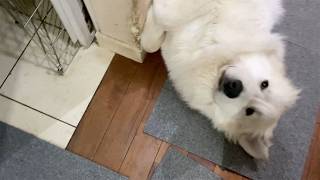 【ルンルンの裏庭】早朝のアランとベルとリリー