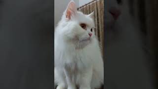 Little White Cat Roaring enjoying cute catvlog