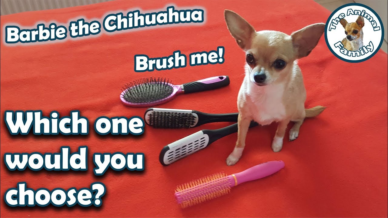 chihuahua brush