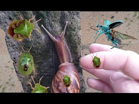 Video Phát Hiện Con Ốc Sên ,Con Bọ Xít ,Bọ Cánh Cứng Xinh... - youtube