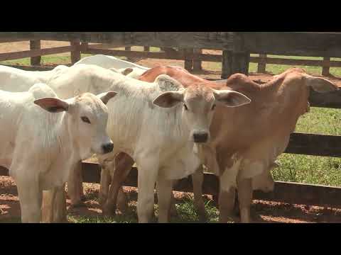 DIARREIA INFECCIOSA BOVINA CAUSA 34% DAS MORTES DE BEZERROS. SAIBA COMO PREVENI-LA