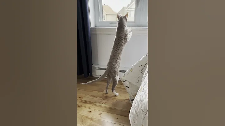 Video 11714701: cornish rex cat, adorable cornish rex, cutecat