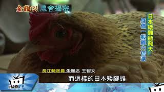 20171114中天新聞　陳金德民宿揭密　養「飛天雞」好悠活