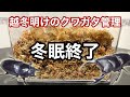 春なので冬眠中のオオクワを起こしてみた【クワガタ飼育】