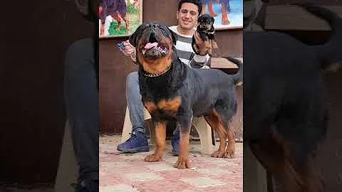 Ø§Ù„ÙƒÙ„Ø§Ø¨ Ø§Ù„Ù…Ù†Ù‚Ø·Ø©