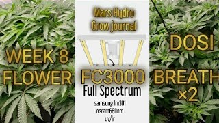 MarsHydro Fc3000 grow journal/wk 8 flower dosi breath×2/autopots fabric xl