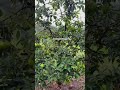 Árbol de 2 años y estos son todos sus FRUTOS 🌱🥑🥑🥑!!