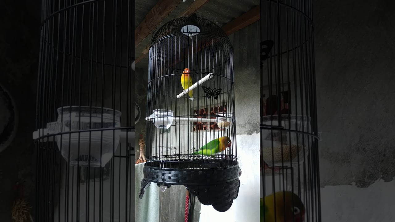 Burung love bird 