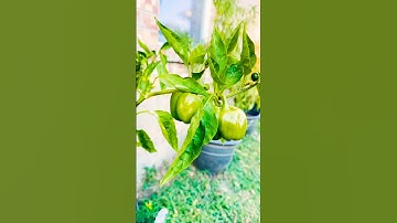 SIL’s backyard garden #Mashallah #bottlegourd #foryouシpage #viralvideoシ #bellpeppers #allahscreation