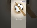 The Crazy Evolution of the FIFA World Cup Ball #shorts #football