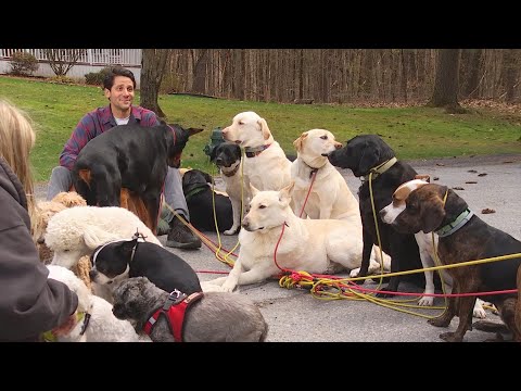 Video: Tai šunys nuo viršelio iki viršelio ant šių 