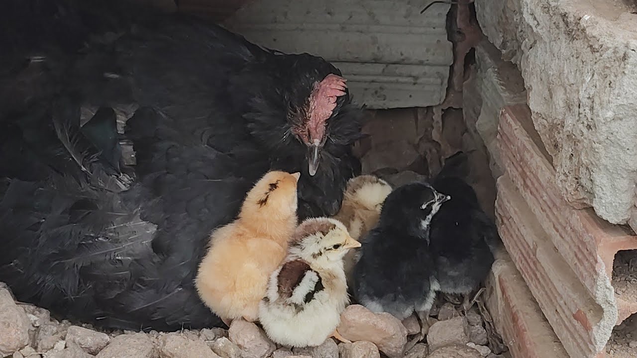 NASCERAM OS PINTINHOS | SÍTIO COM JAVEH 