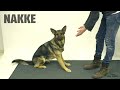 Taikuutta koirille - Magic for dogs