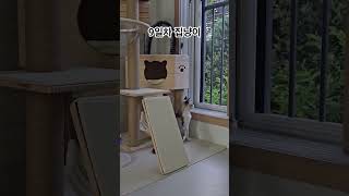 창밖을 구경하는 낭만고양이 #고양이 #반려묘 #집냥이 #길냥이 #길고양이 #집사 #간택 #귀여운 #cat #힐링