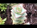 Crassula Collection including Rare Varieties - James Lucas Succulents