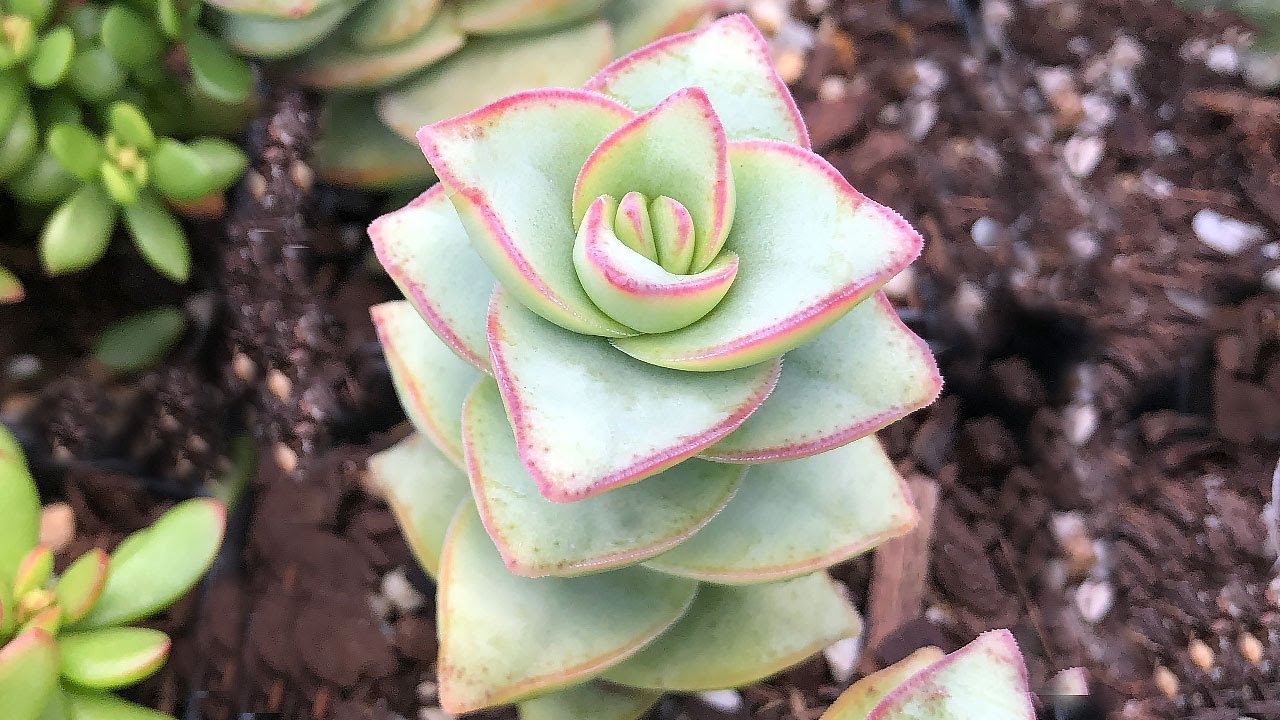 Crassula Collection including Rare Varieties AND Basic Care- James Lucas Succulents