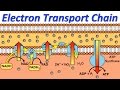 Electron Transport Chain (Music Video)