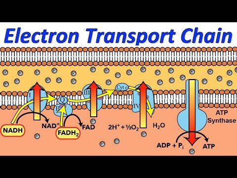 Videó: Mi az elektrontranszport lánc terméke?