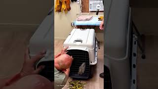 Internet-famous Jackie the eagle recovering after fight