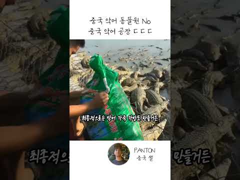 중국 악어공장을 아세요??🤦😝