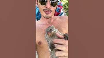 Zoey the mongoose is such an attention seeker 😂 🥰 #animallover #animalsofyoutube #animals #africa