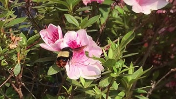 "Nature is pleased with simplicity"