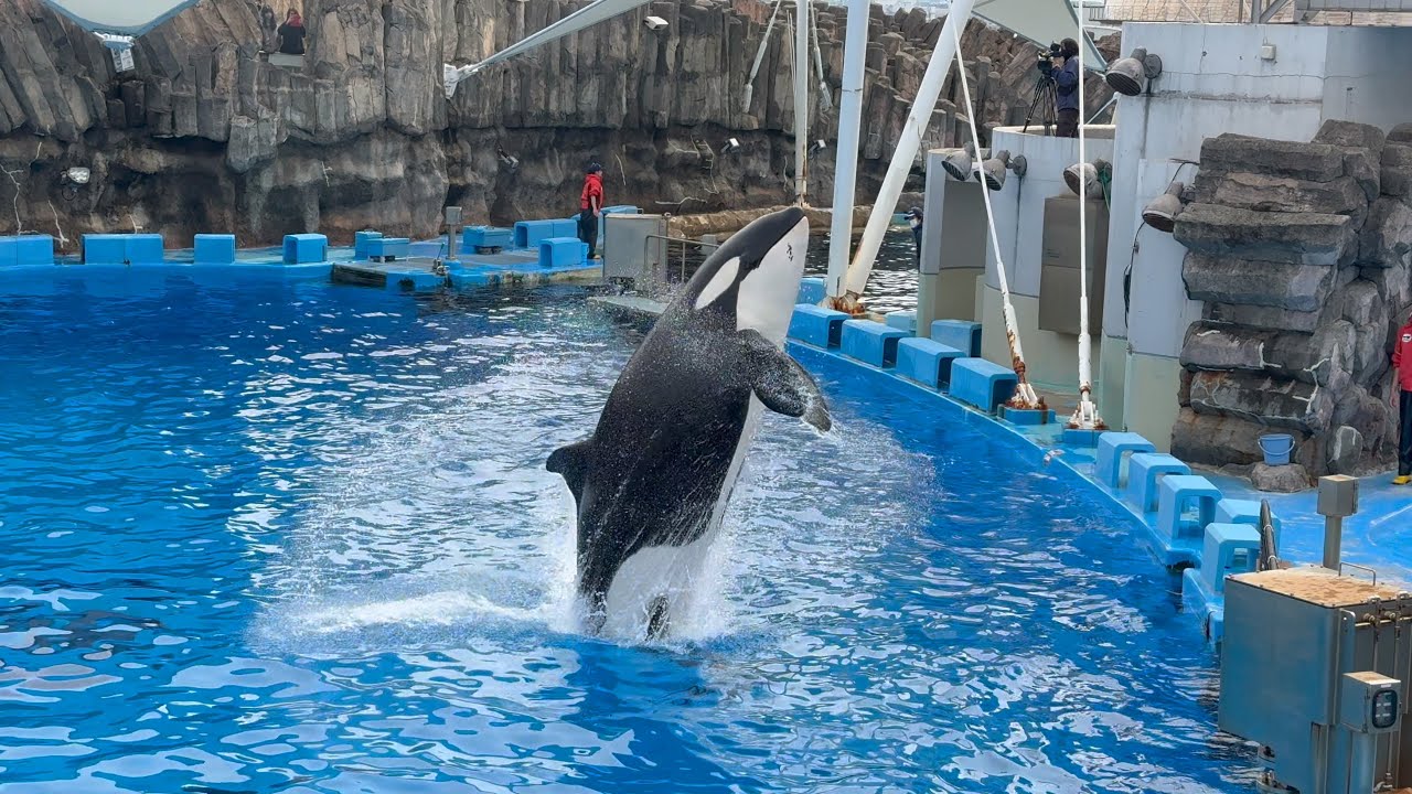 2025/02/16 シャチの公開トレーニング リン&アース編 【12:00 の回