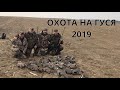 Охота на гуся. Беларусь 2019. Goose hunting.