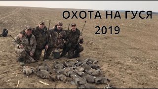 Охота на гуся. Беларусь 2019. Goose hunting.