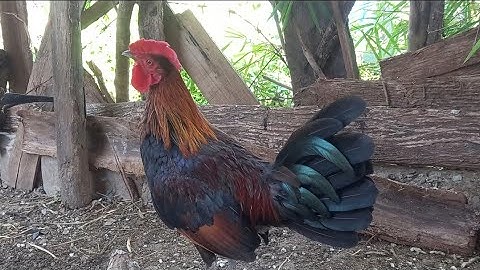 qaib dib f3 02054447366