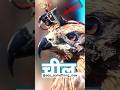 ARJUN COMANDO | EAGLE ARMY | CHILL