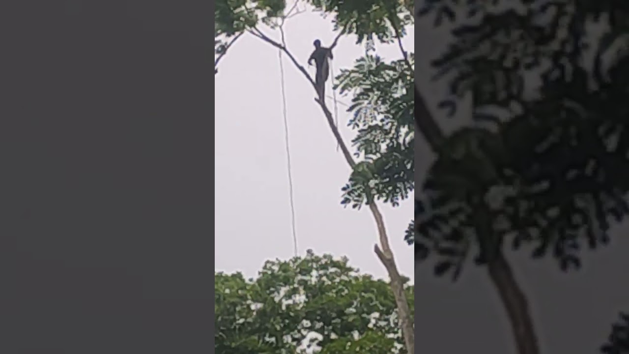 How to cut a tree in Bangladesh, actually is it a hard job? -2  #nature  #beautiful #tree #ireelover
