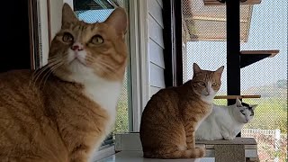 Installed a hidden camera in Catio. The Cat's Touching Look in a Year