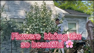 Ra vườn hái hoa đem ra tiệm và cái kết ?💕-Picking beautiful flowers around My house 💅