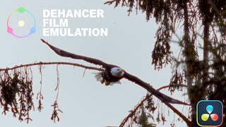 WILDLIFE DEHANCER PRO FILM EMULATION | OVERVIEW | QUICKSTART SETUP  | RESOLVE